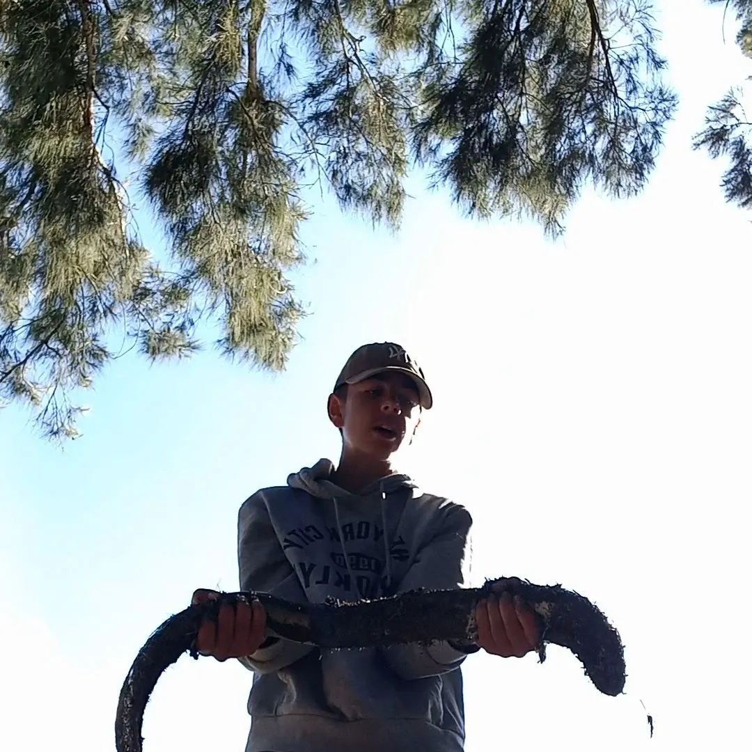 The most recent Speckled longfin eel catches on Fishbrain