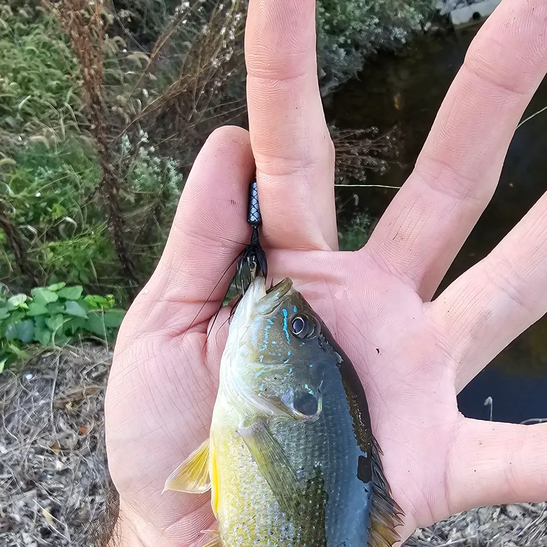 Green sunfish caught on Fishbrain