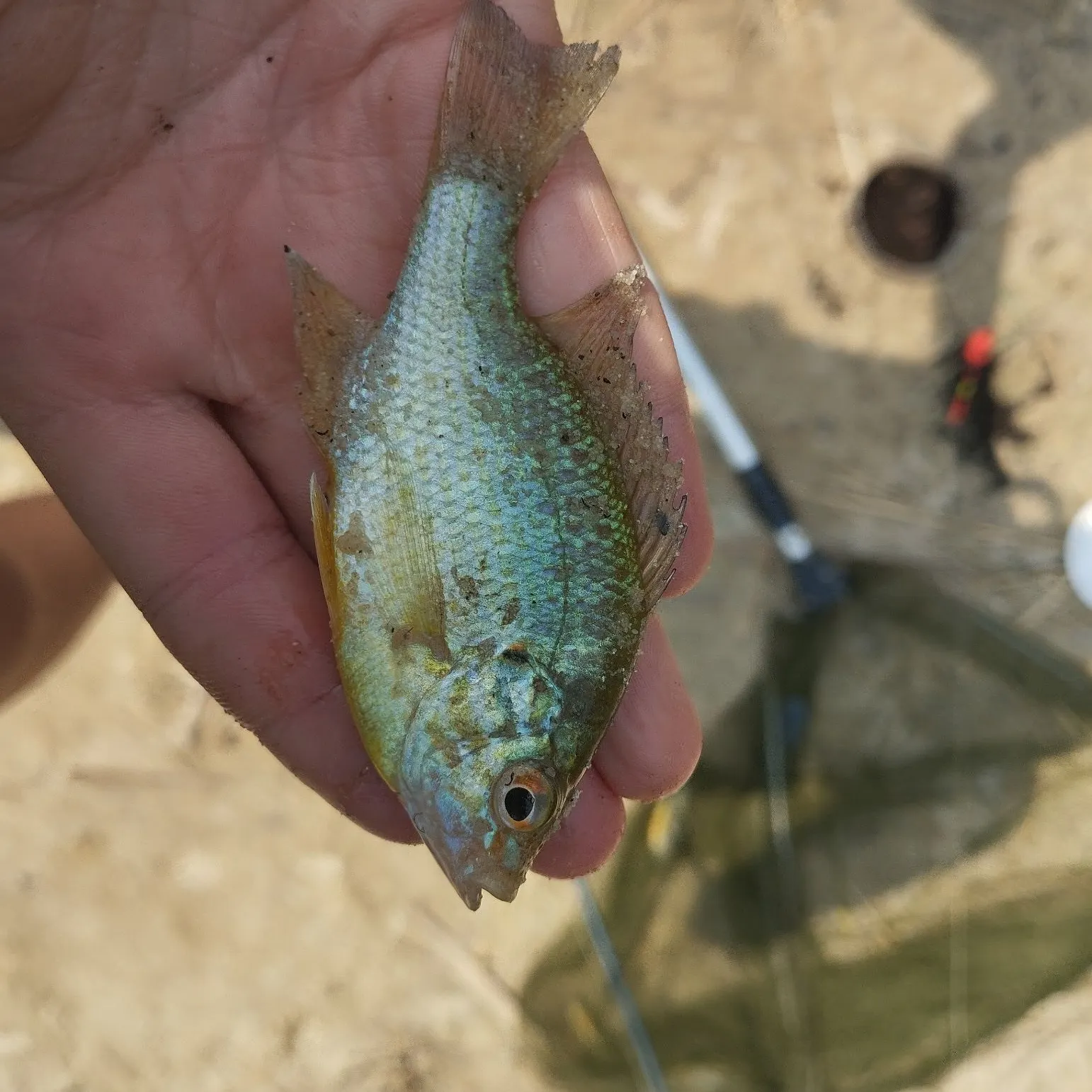 Pumpkinseed caught on Fishbrain