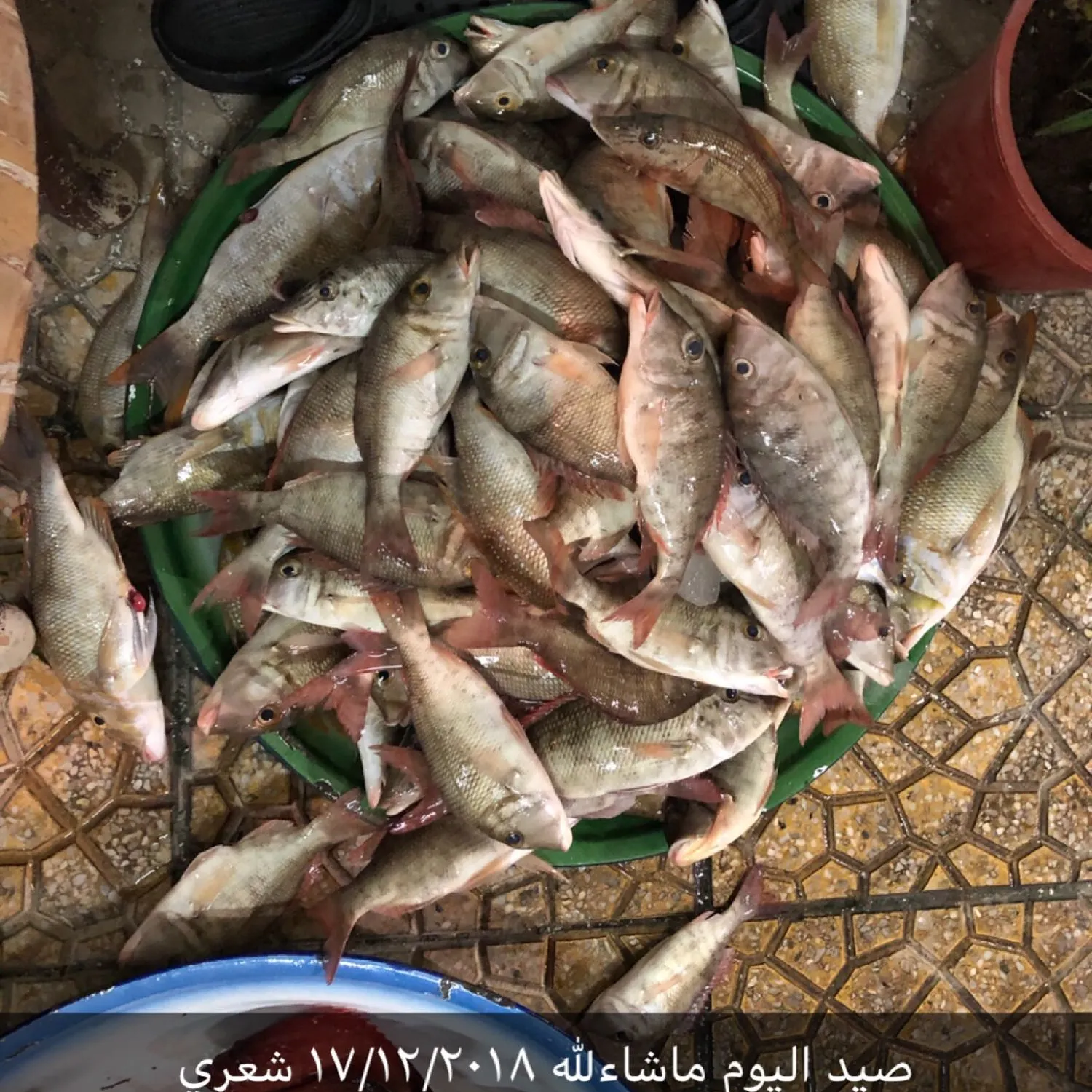 recently logged catches