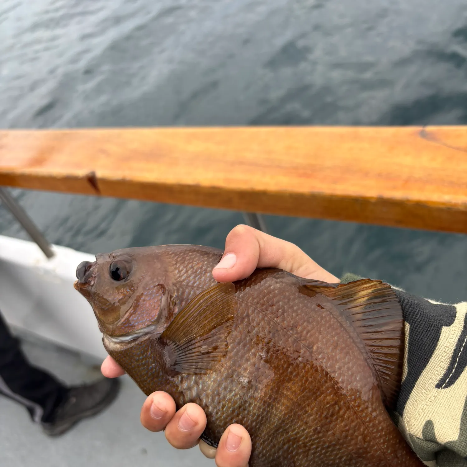 The most recent California sheephead catches on Fishbrain