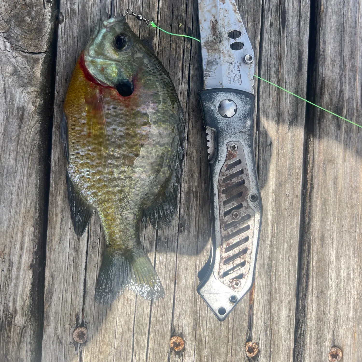 recently logged catches
