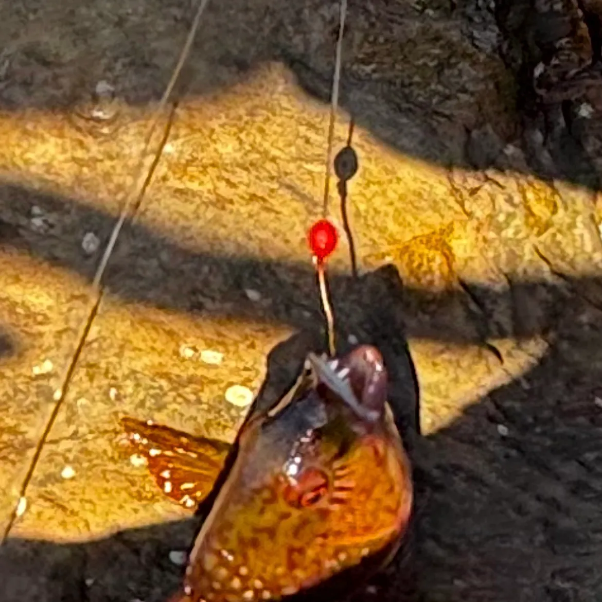 Crimsonbanded wrasse caught on Fishbrain