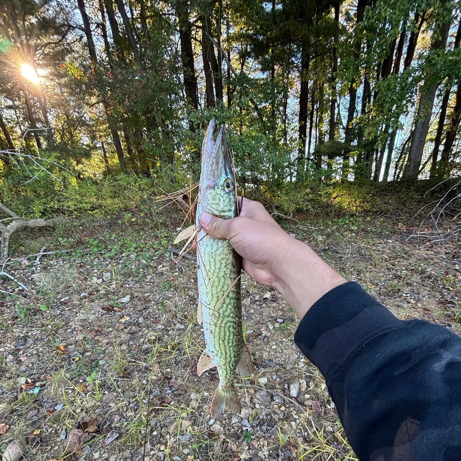 Chain pickerel caught on Fishbrain
