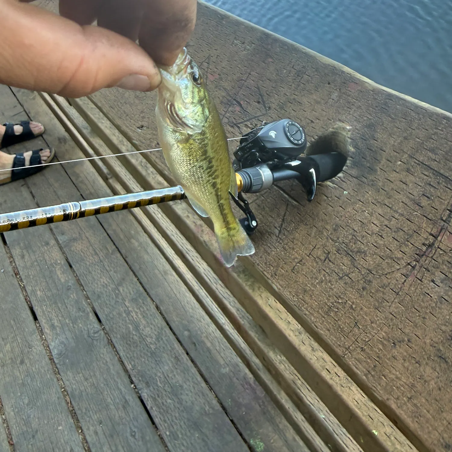 Largemouth bass caught on Fishbrain