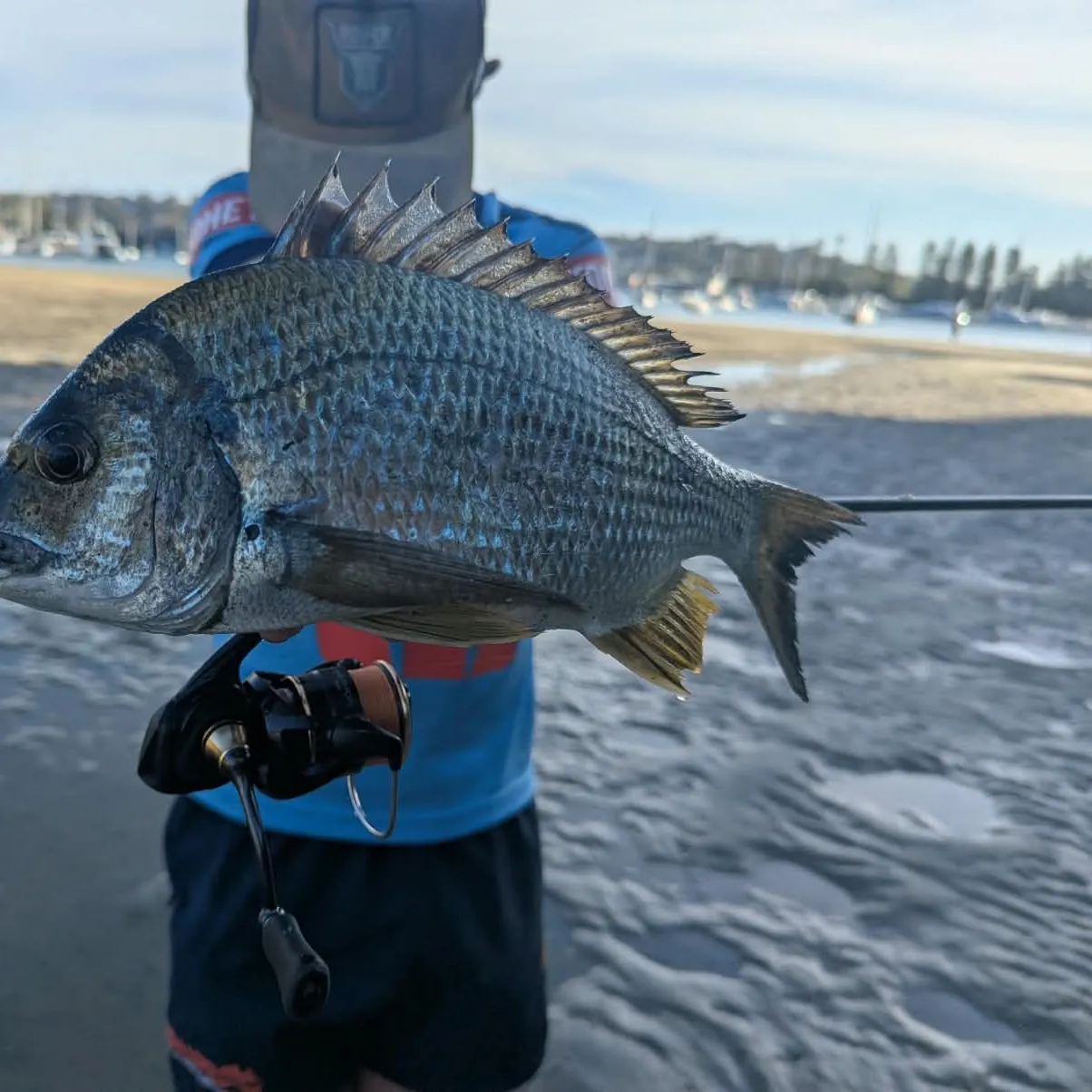 Surf bream caught on Fishbrain