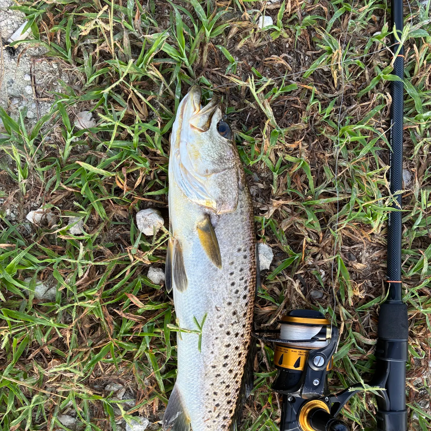 Spotted seatrout caught on Fishbrain