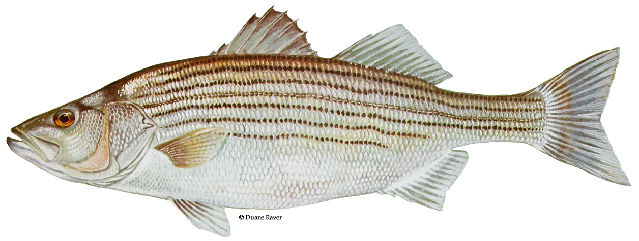 Striped bass