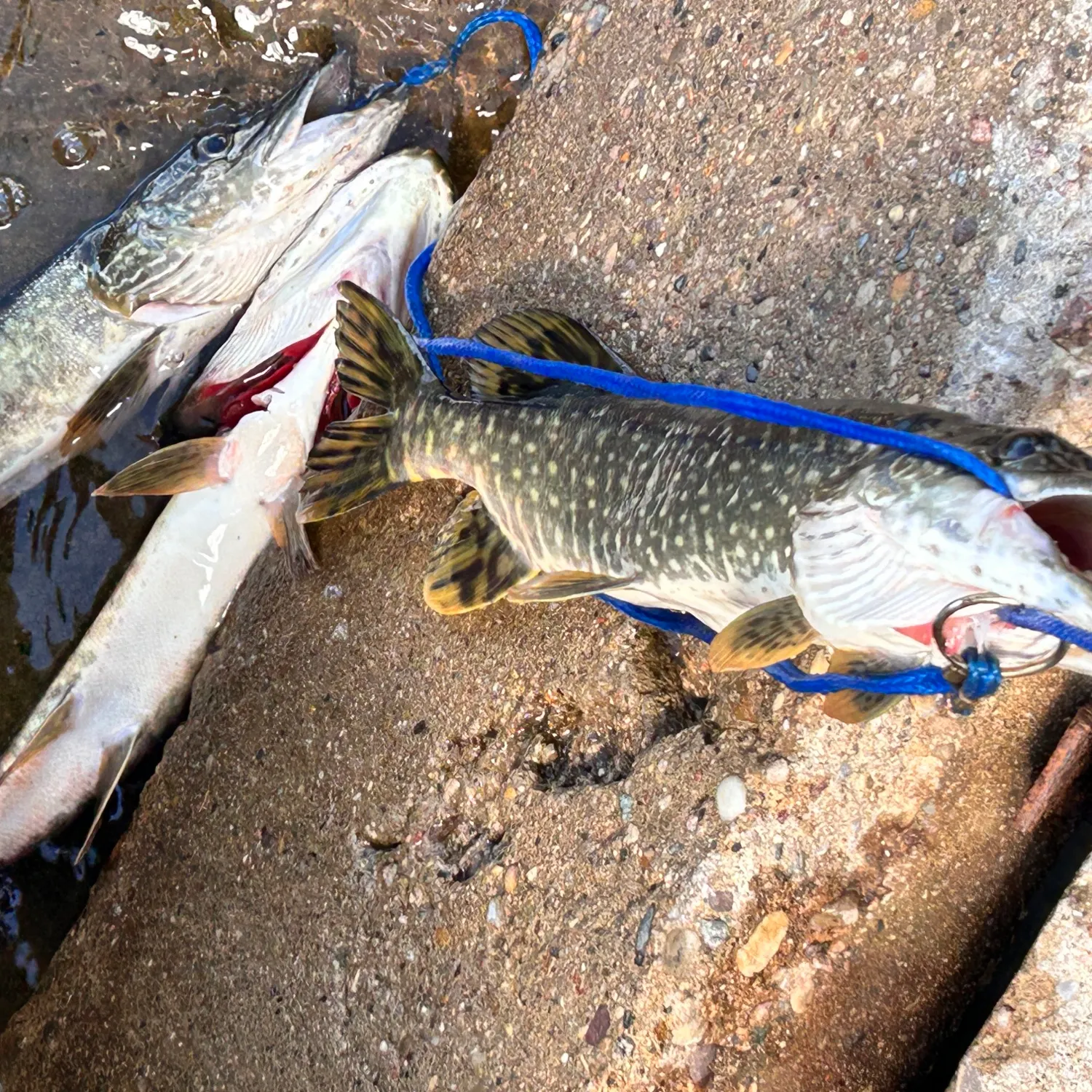 Northern pike caught on Fishbrain