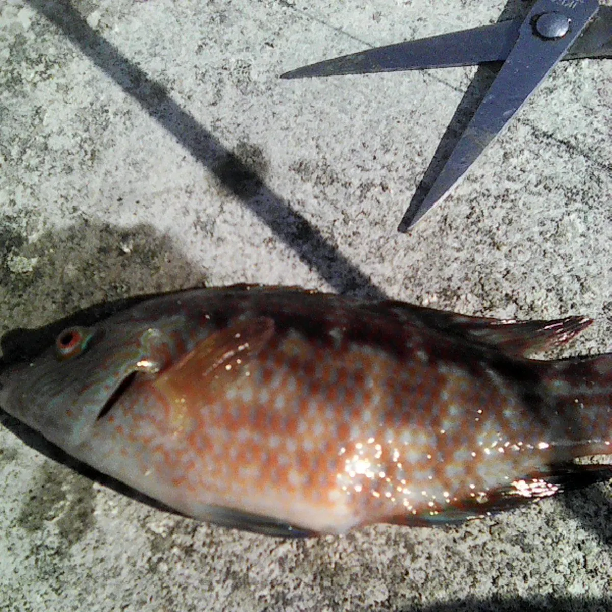 Cuckoo wrasse caught on Fishbrain