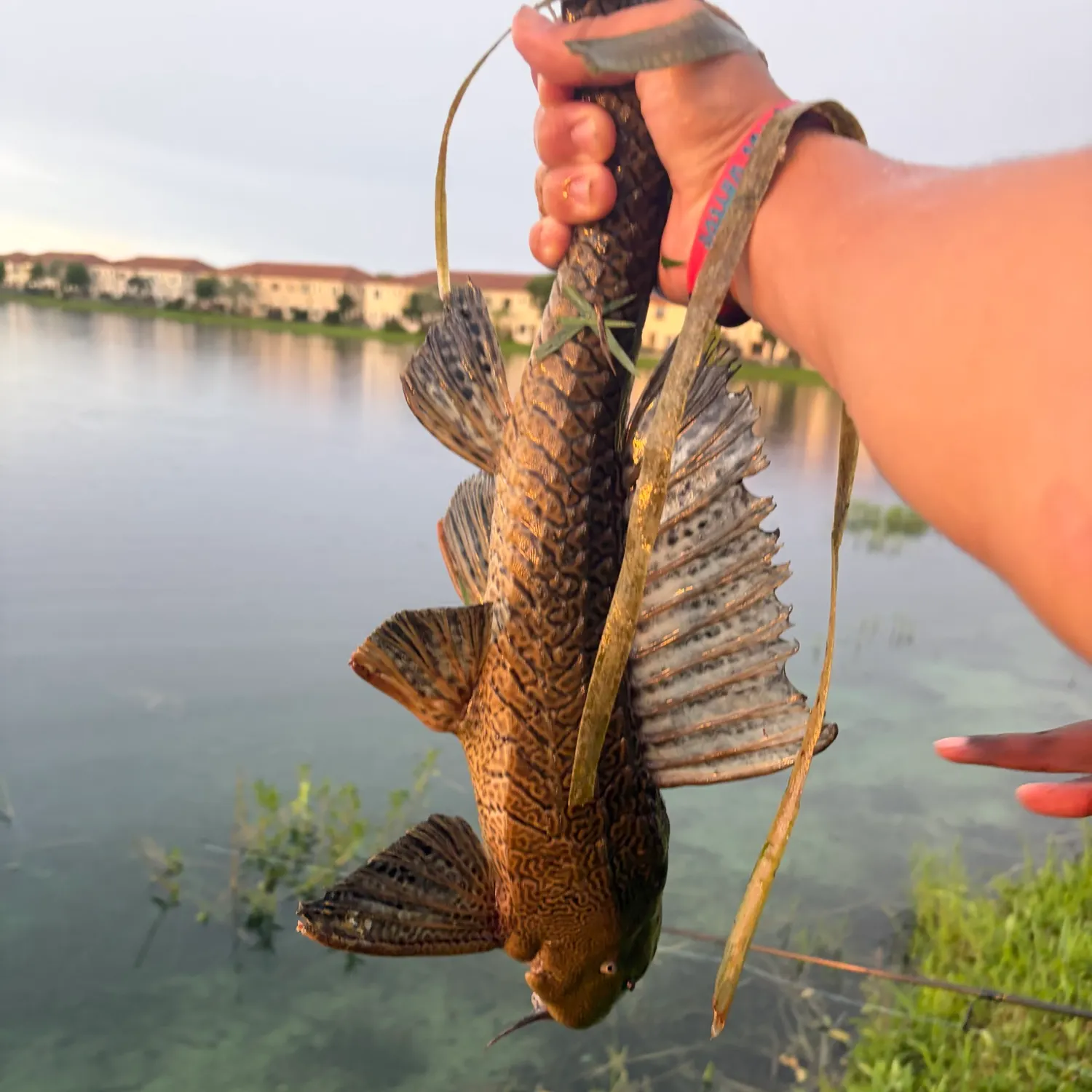 Suckermouth catfish caught on Fishbrain