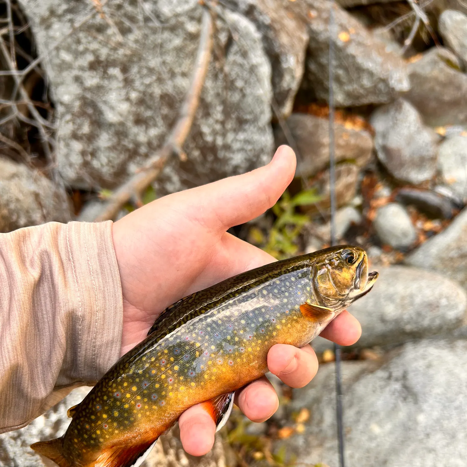Brook trout caught on Fishbrain