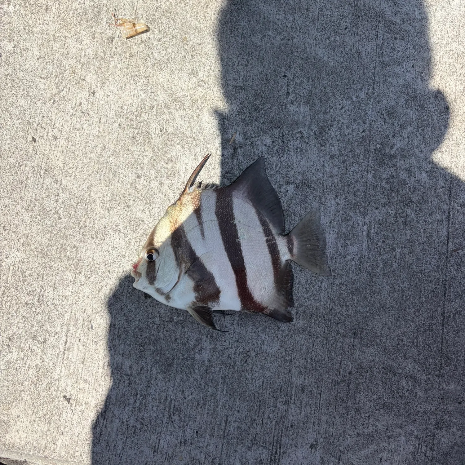 The most recent Atlantic spadefish catches on Fishbrain