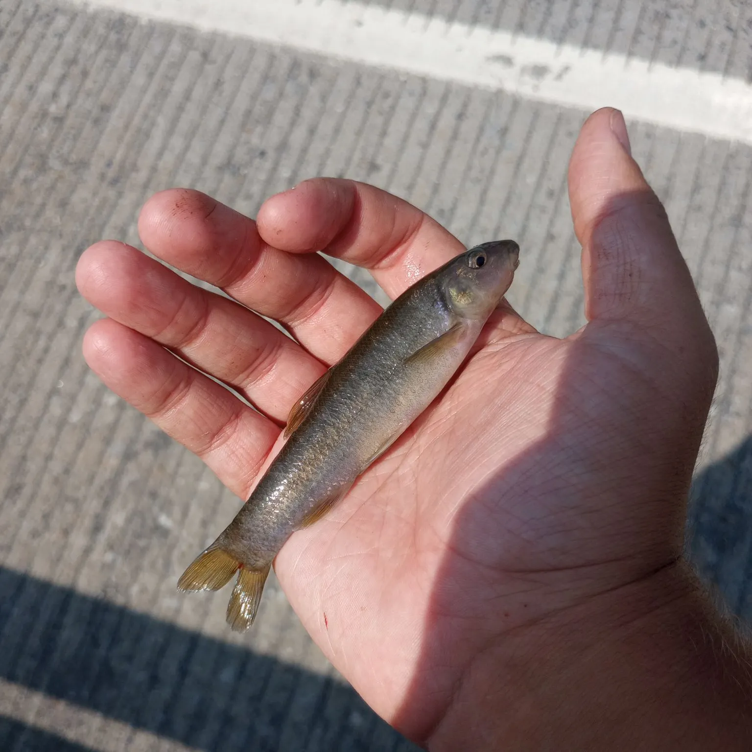The most recent Cutlips minnow catches on Fishbrain