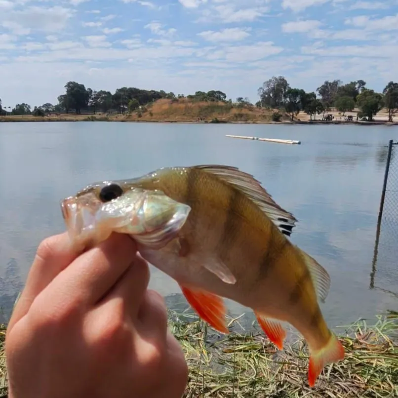 The most recent European perch catches on Fishbrain