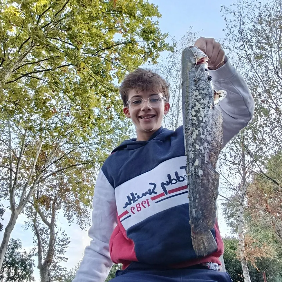 Wels catfish caught on Fishbrain