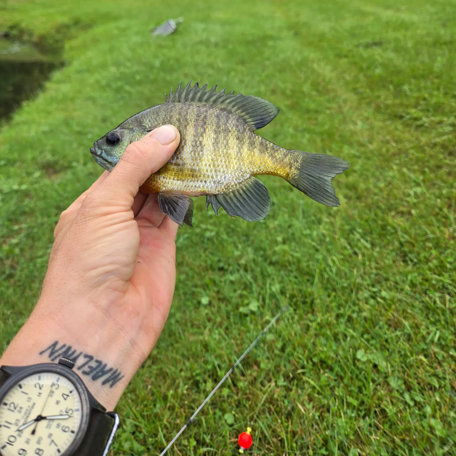 Bluegill caught on Fishbrain