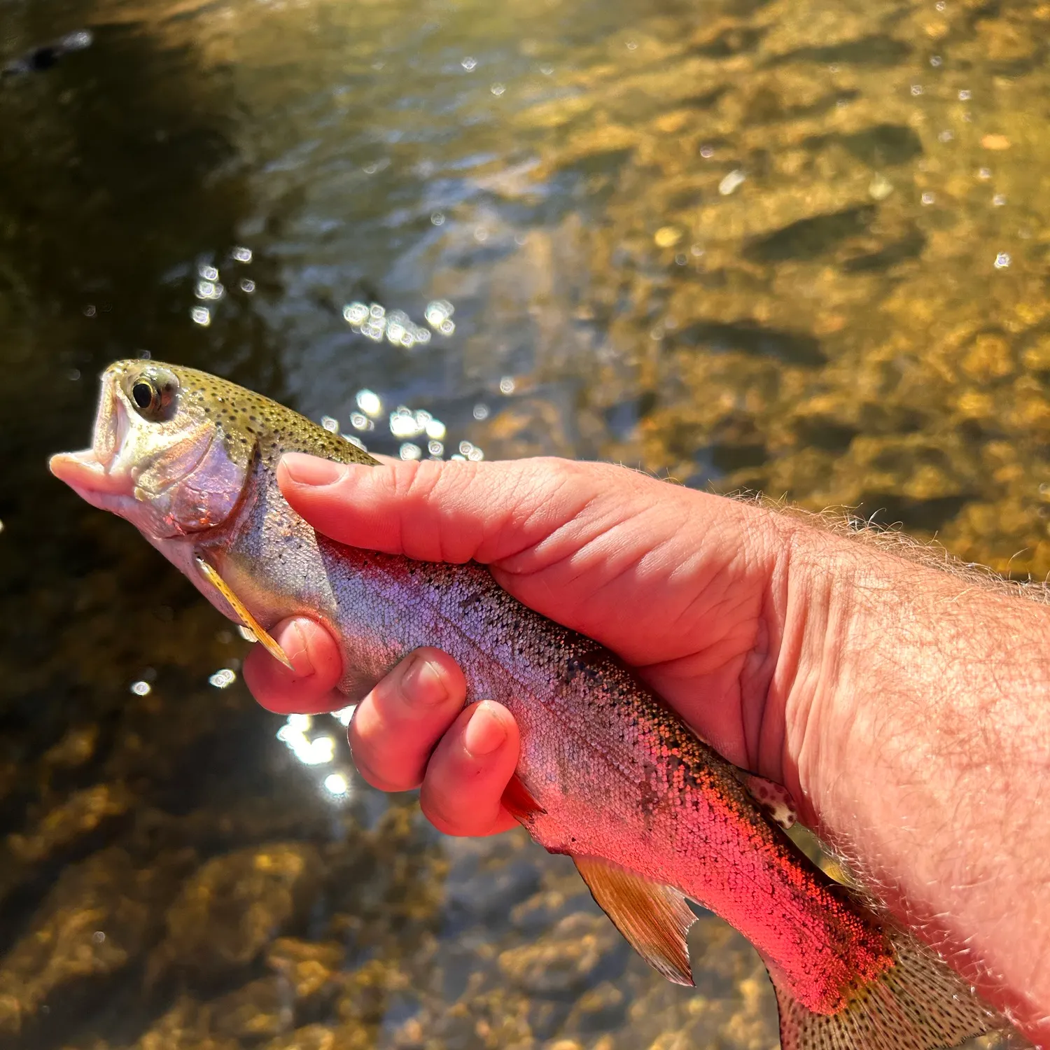 Rainbow trout caught on Fishbrain