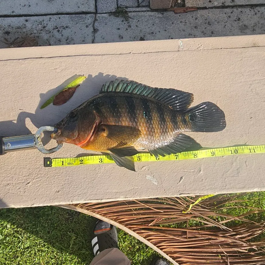 Mayan cichlid caught on Fishbrain
