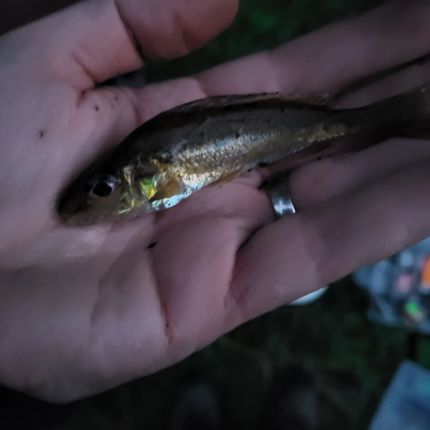The most recent Ruffe catches on Fishbrain