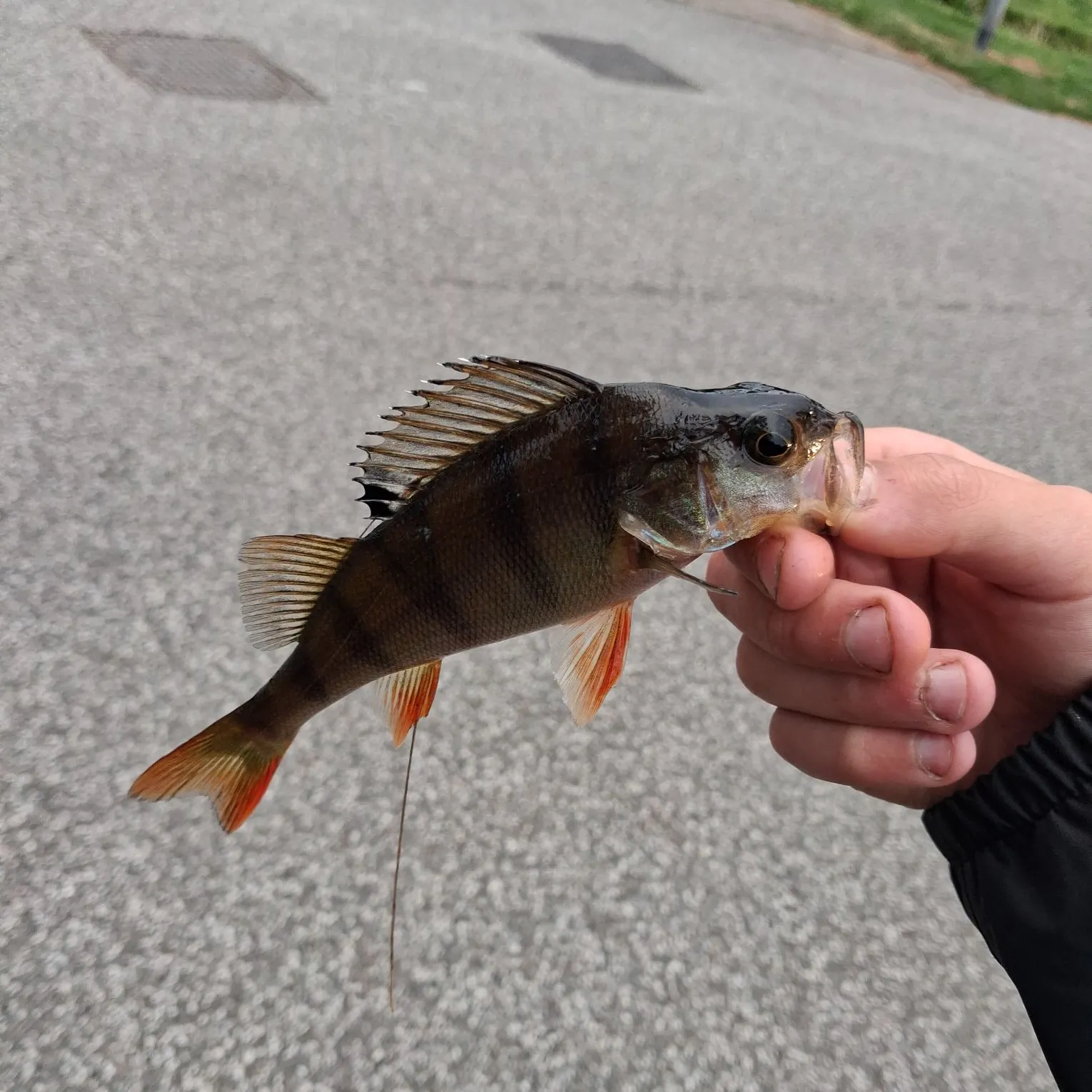 European perch caught on Fishbrain