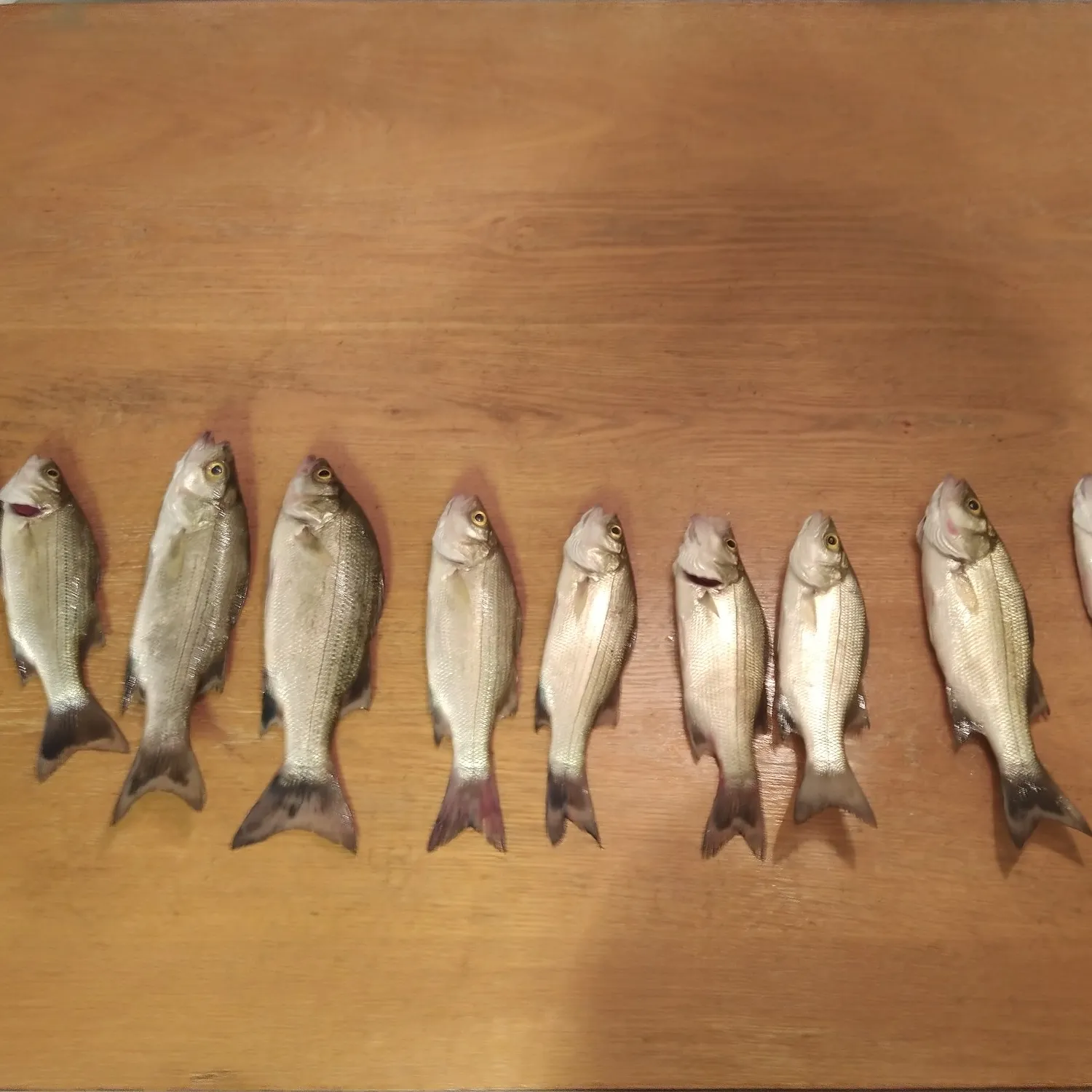 recently logged catches