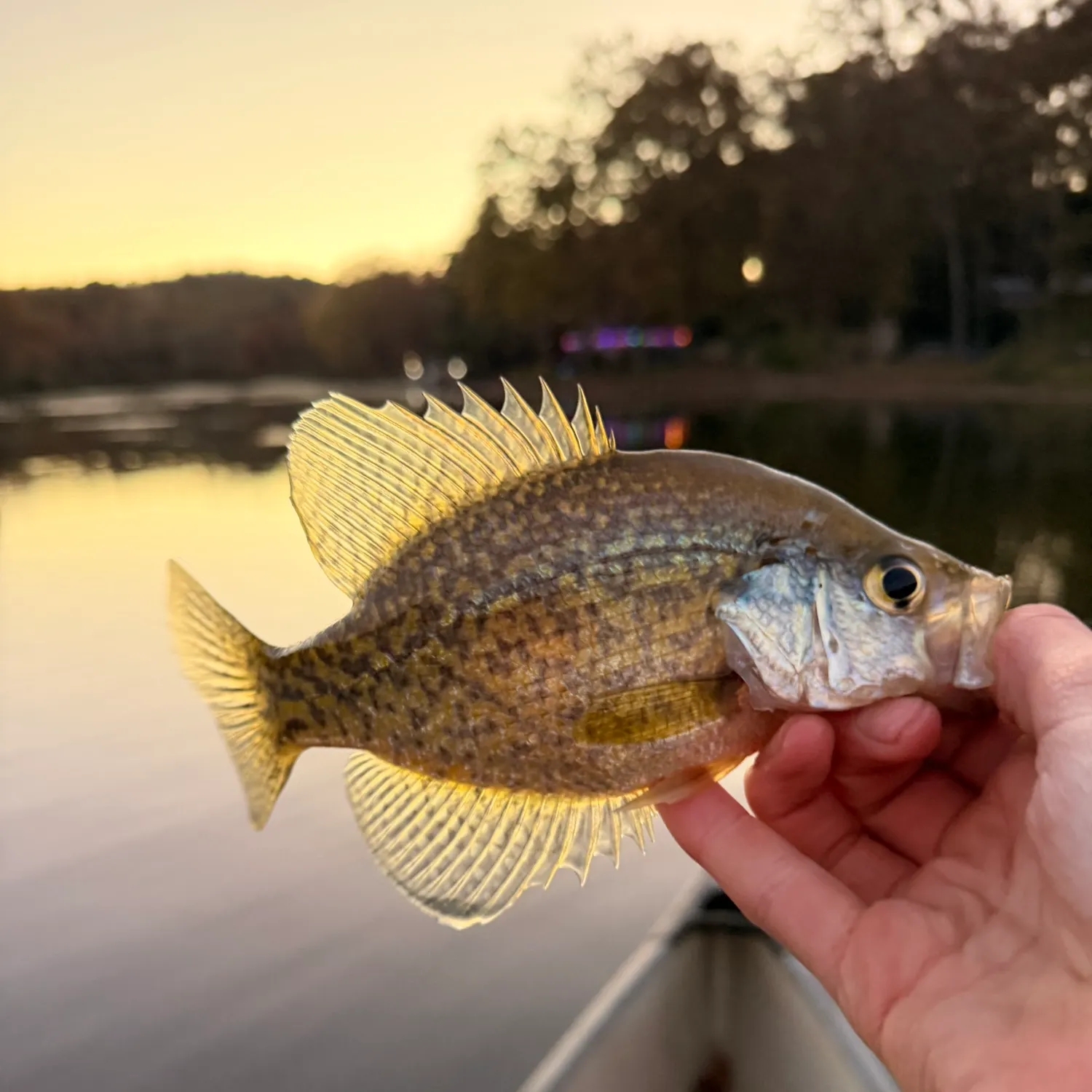 White crappie caught on Fishbrain