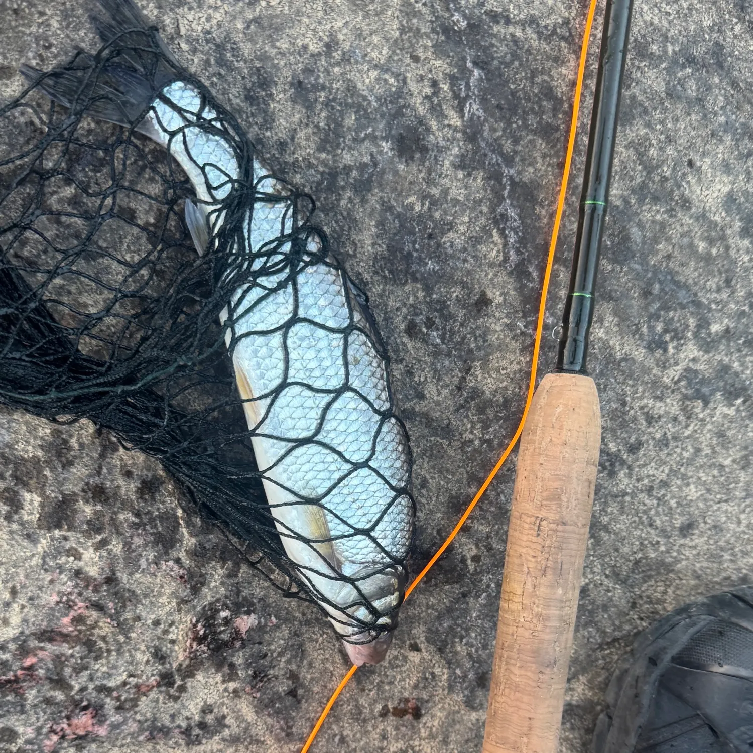 Asp caught on Fishbrain