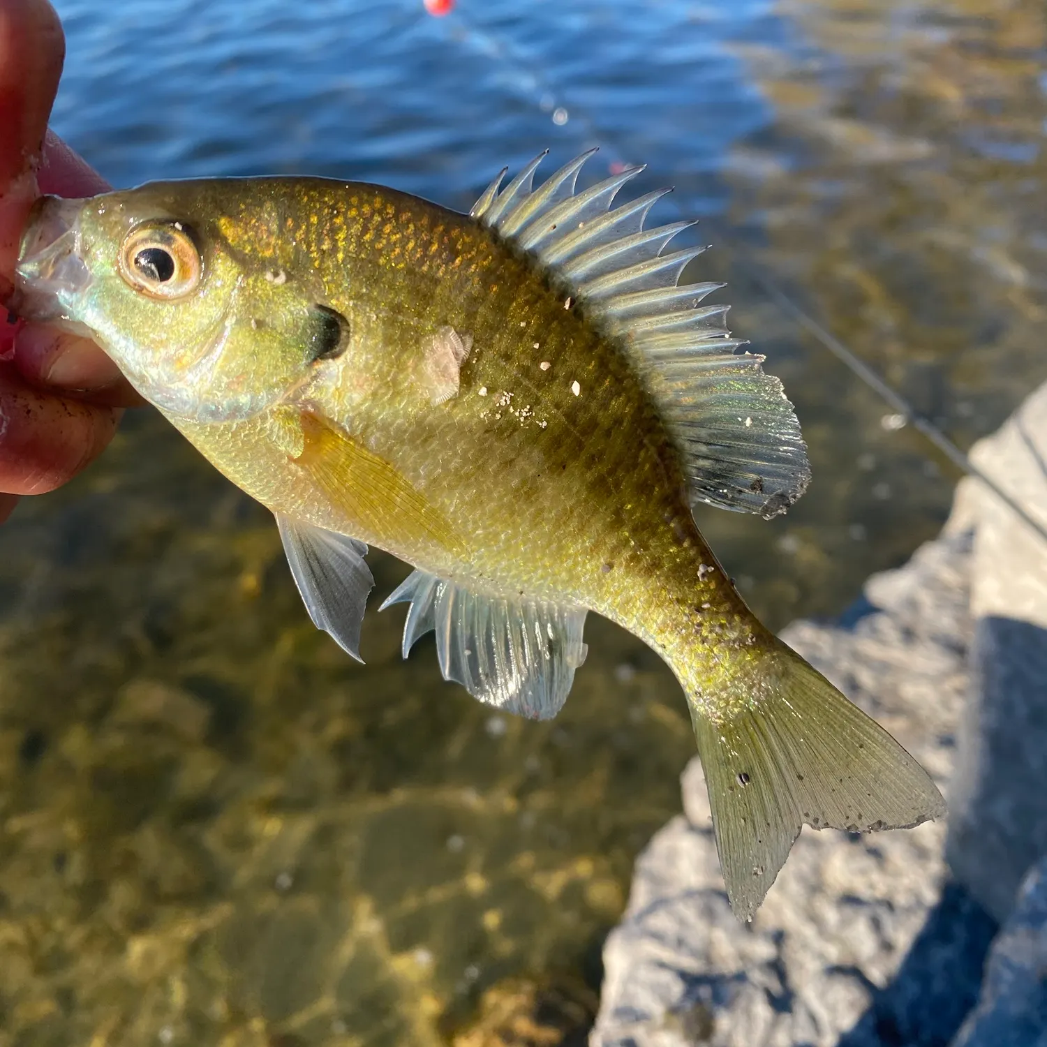 Bluegill caught on Fishbrain