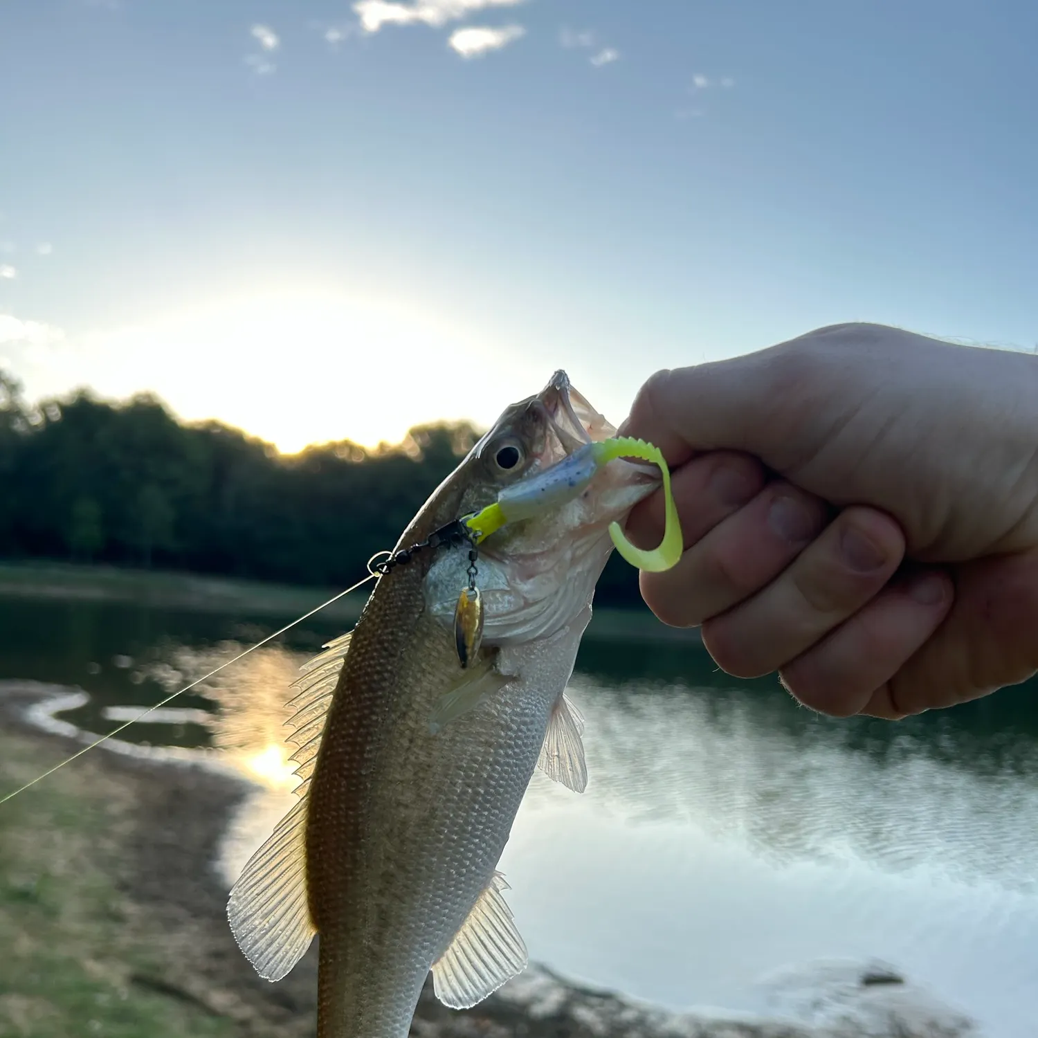 Largemouth bass caught on Fishbrain