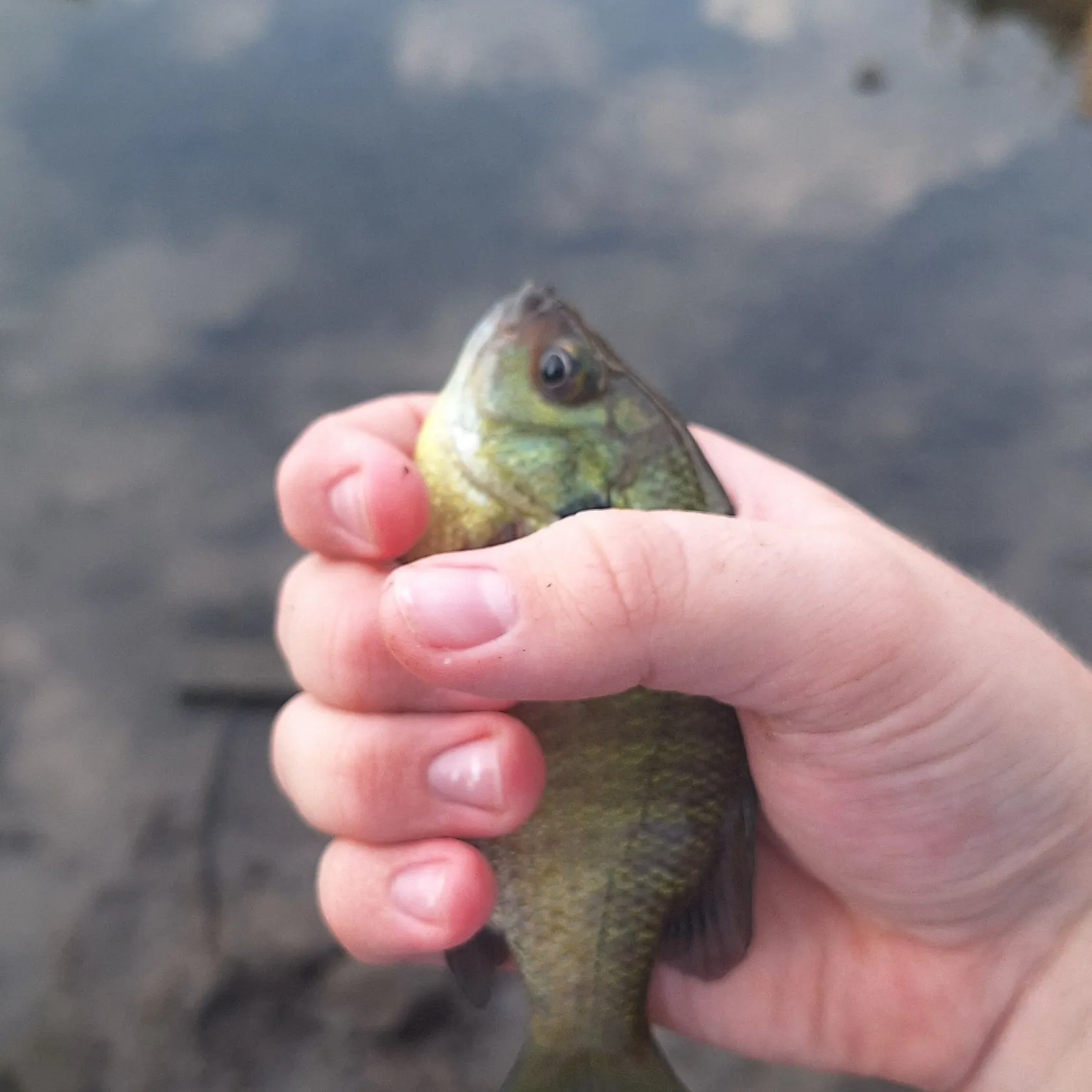 Bluegill caught on Fishbrain