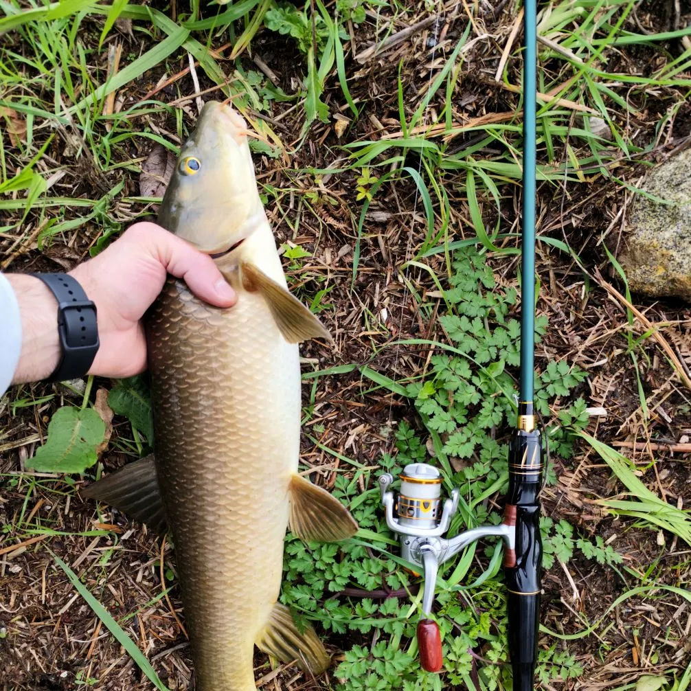 The most recent Common barbel catches on Fishbrain