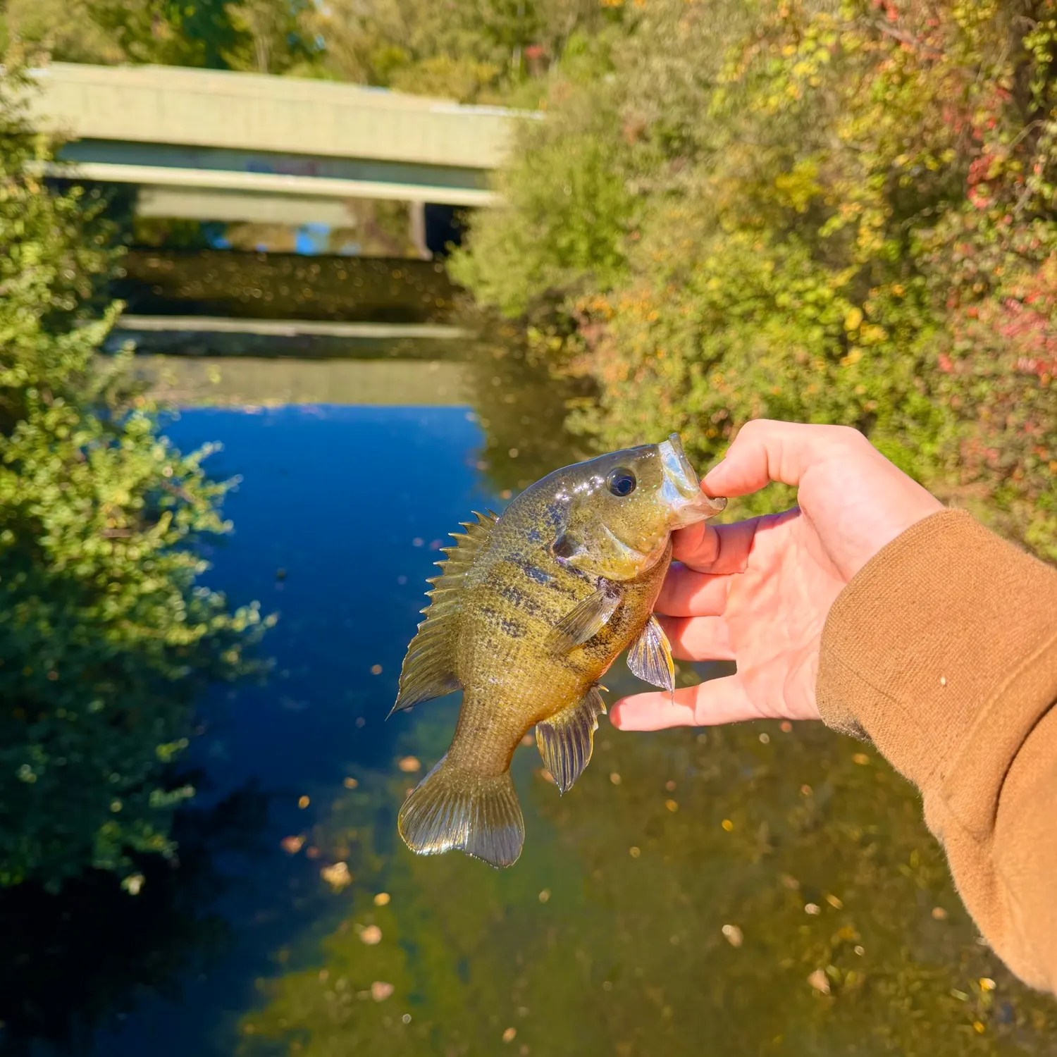 Green sunfish caught on Fishbrain