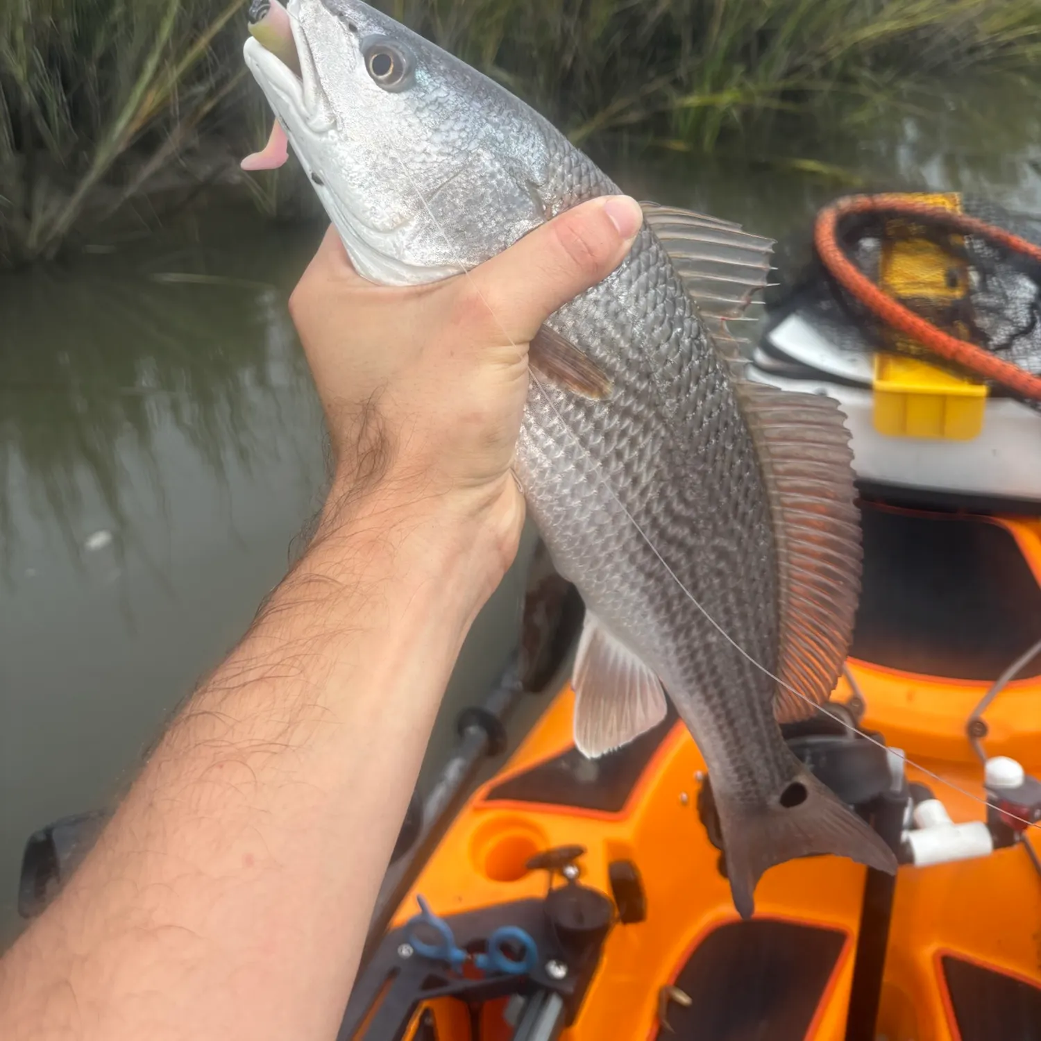 Red drum caught on Fishbrain
