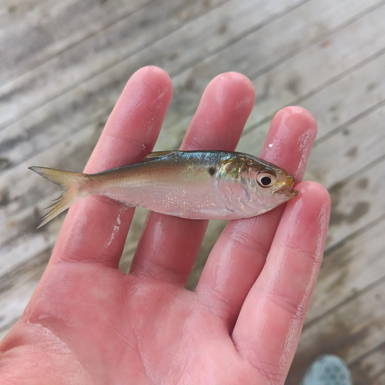 The most recent Gulf menhaden catches on Fishbrain
