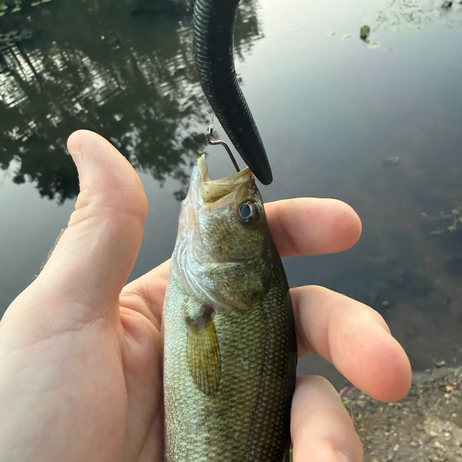 Largemouth bass caught on Fishbrain