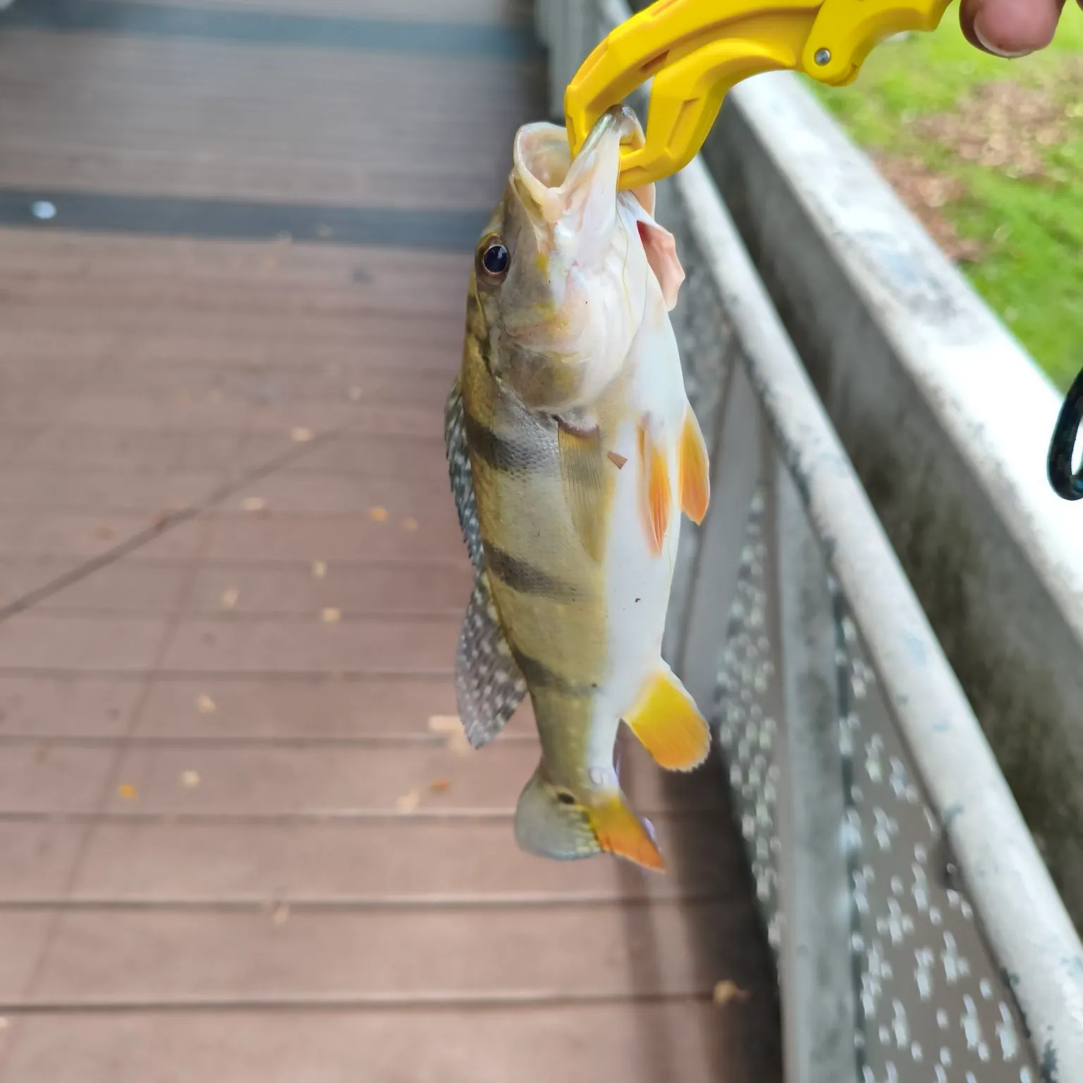 Speckled peacock bass caught on Fishbrain