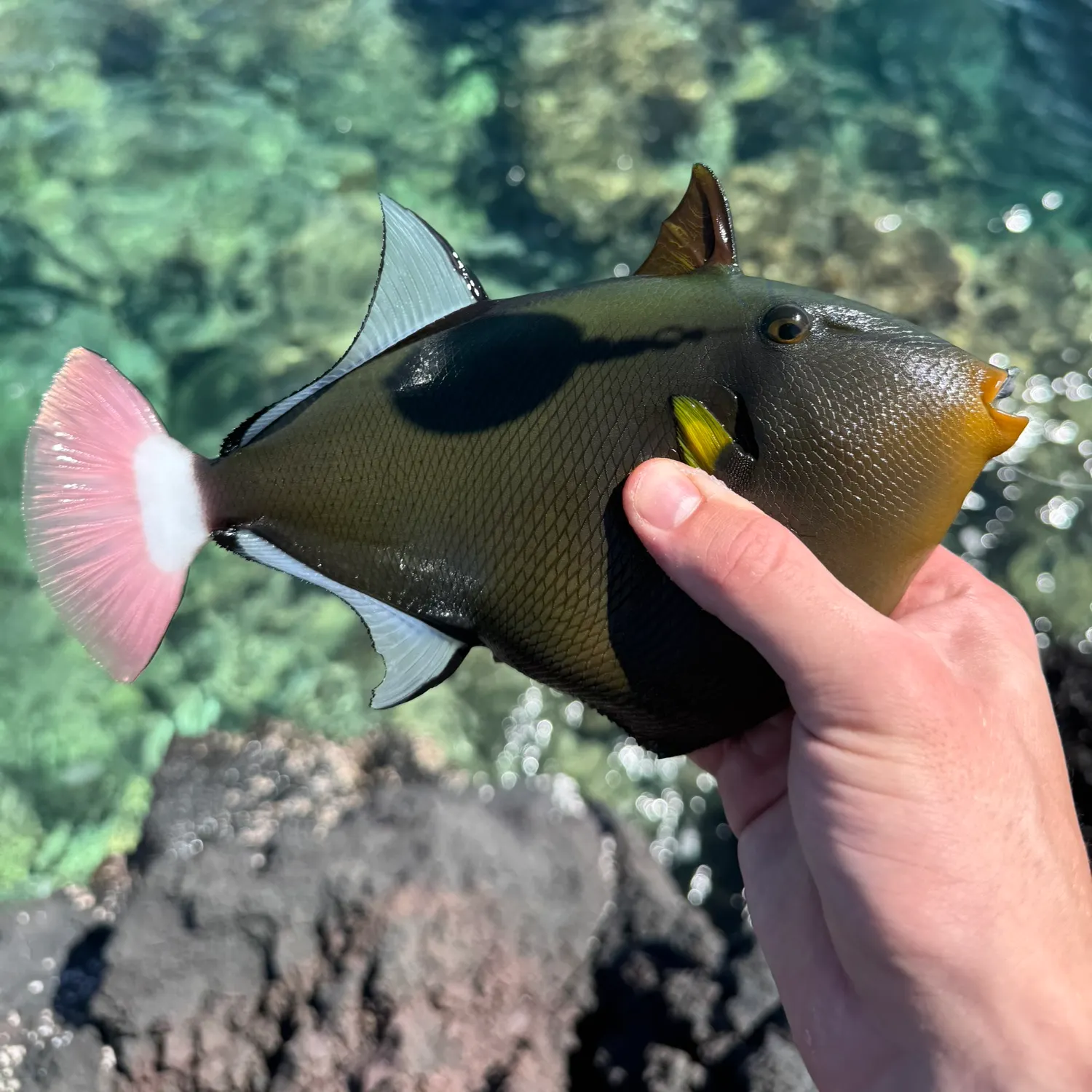 The most recent Pinktail triggerfish catches on Fishbrain