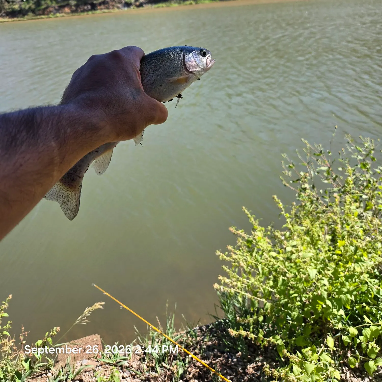 Rainbow trout caught on Fishbrain
