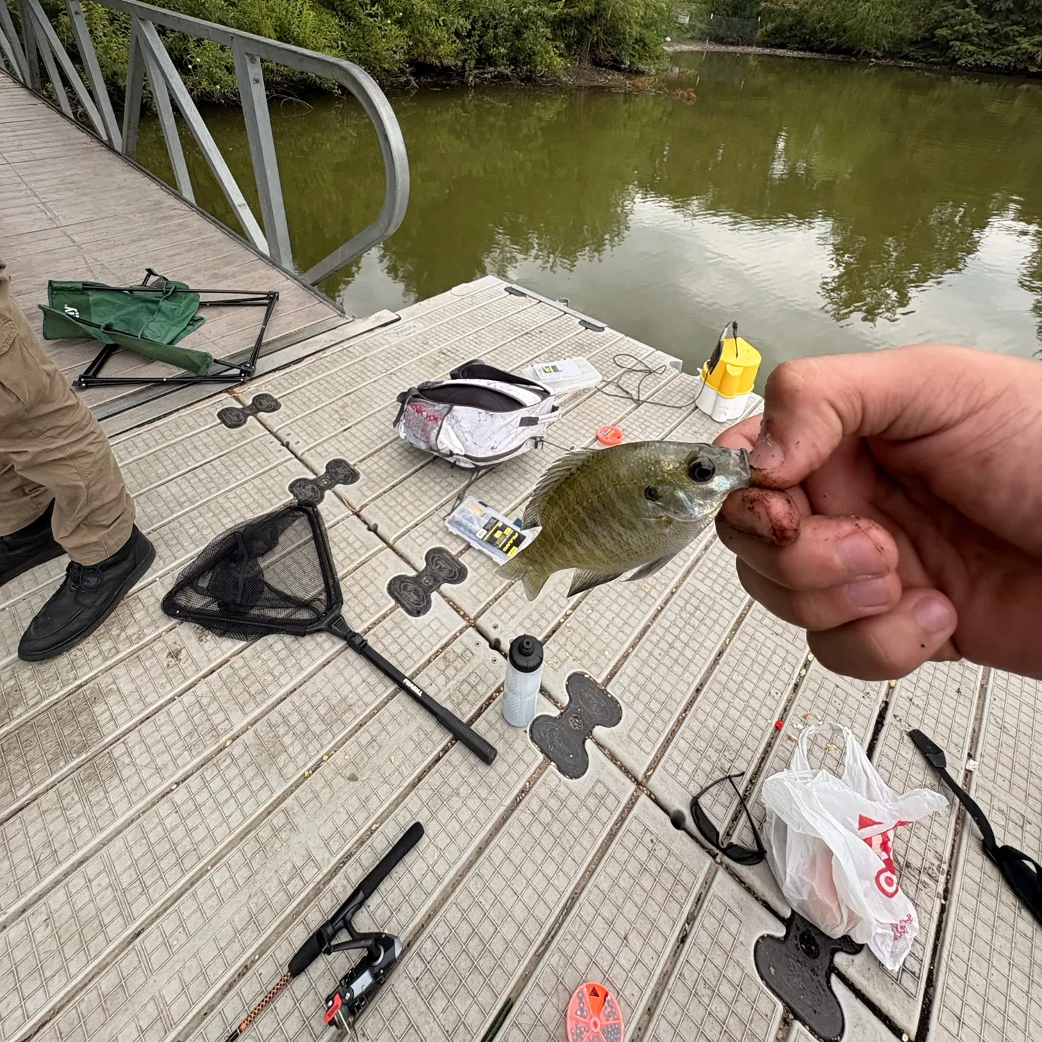 Bluegill caught on Fishbrain