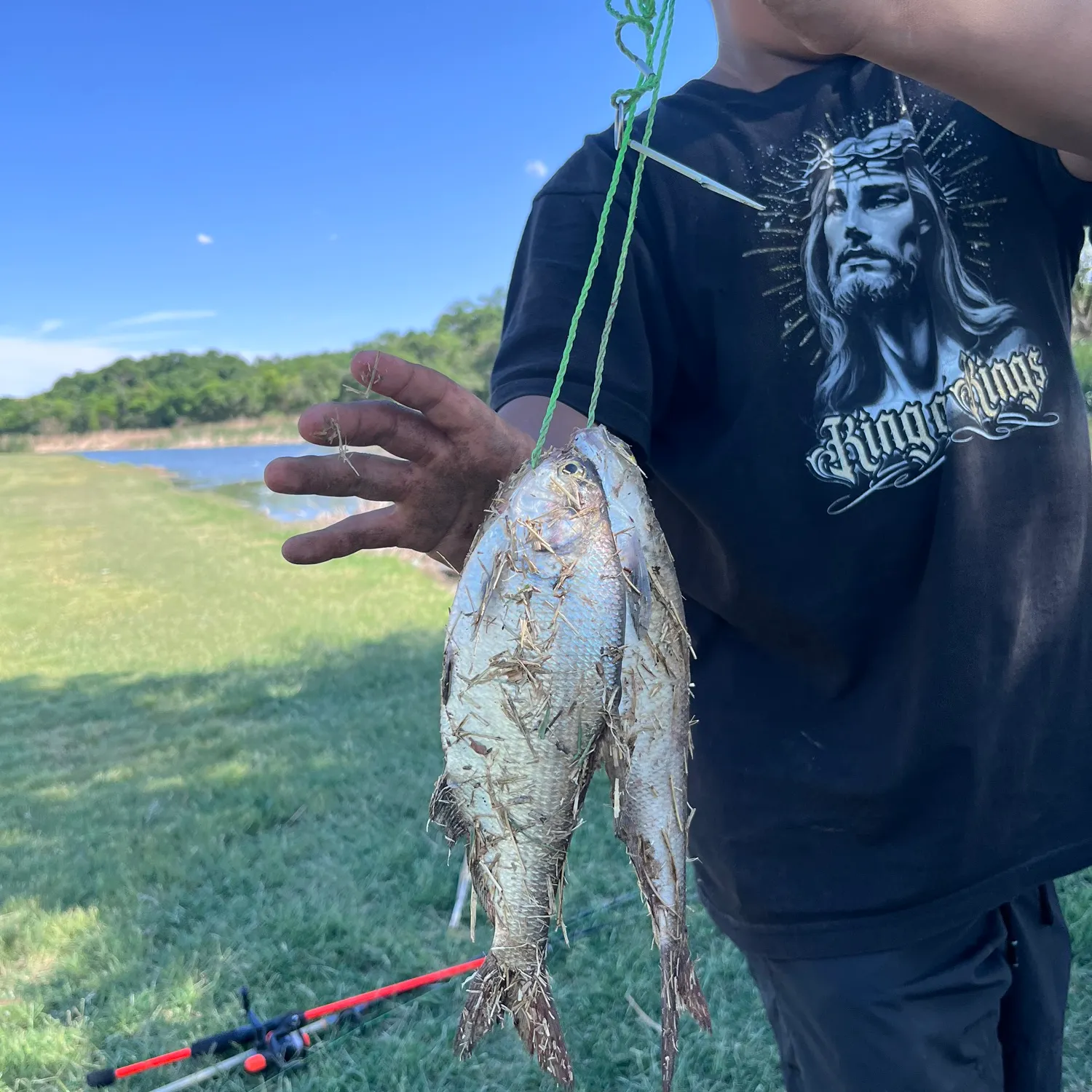 The most recent Dotted gizzard shad catches on Fishbrain