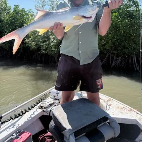 The most recent King threadfin catches on Fishbrain