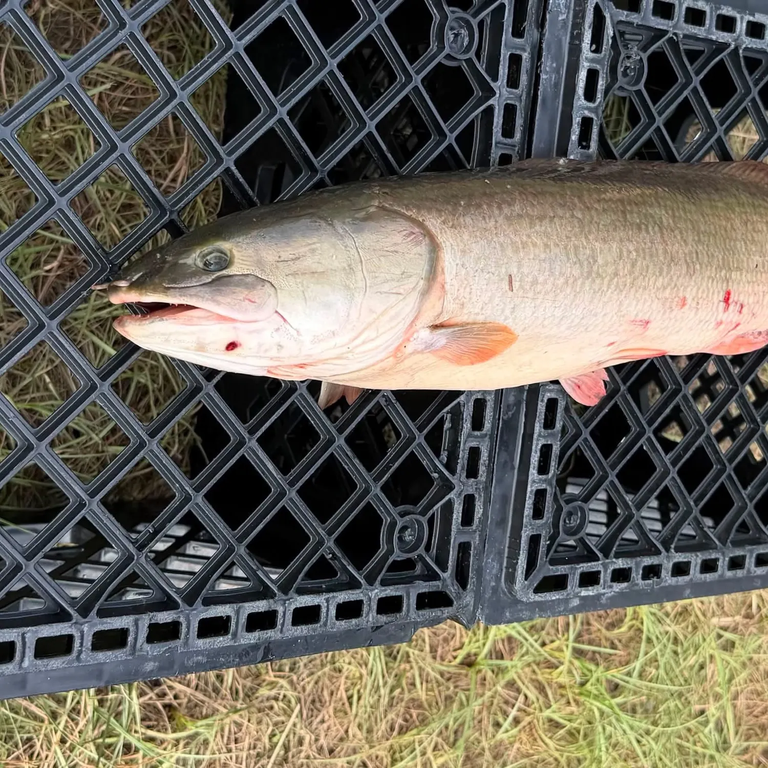 The most recent Ruddy bowfin catches on Fishbrain