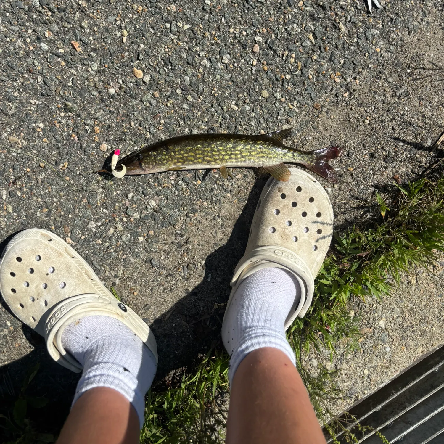Chain pickerel caught on Fishbrain
