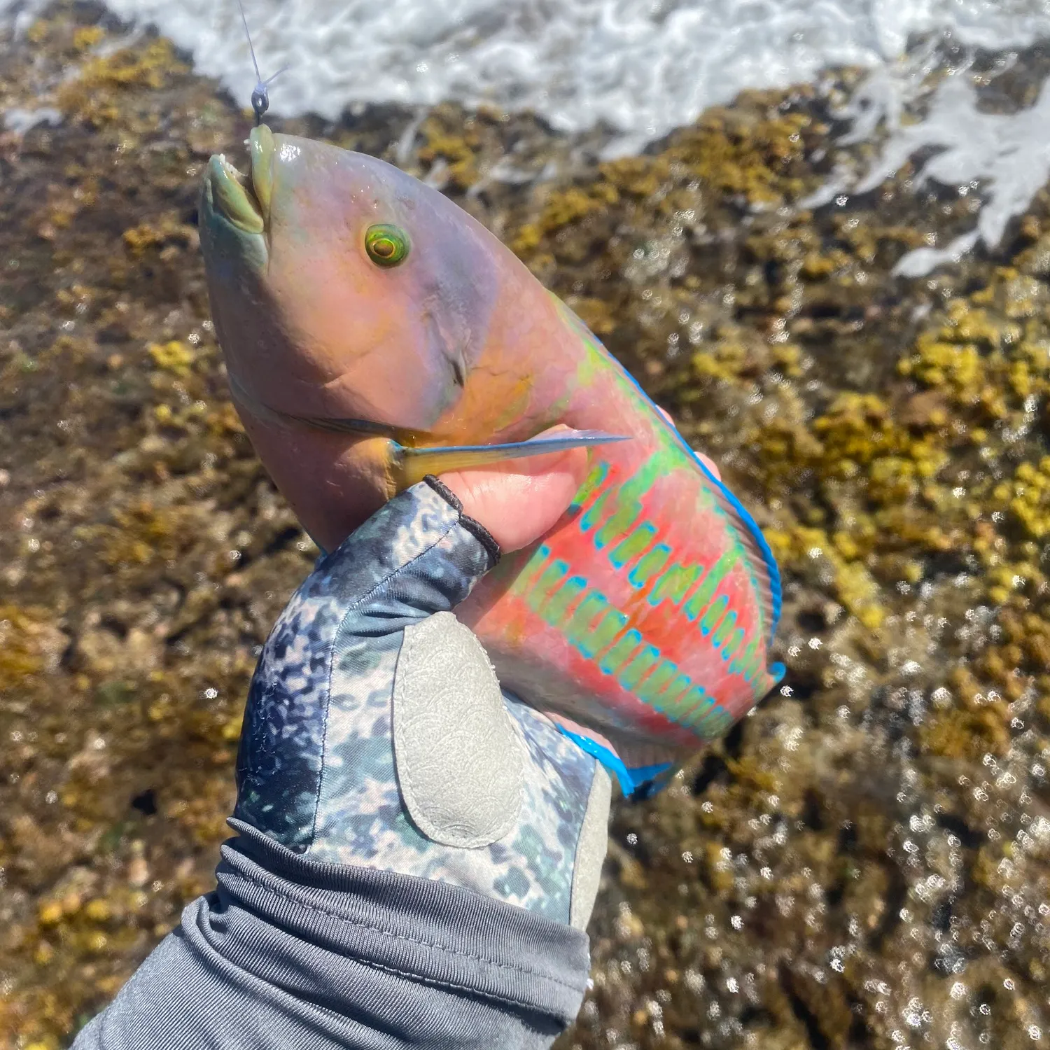 The most popular recent Ornate wrasse catch on Fishbrain