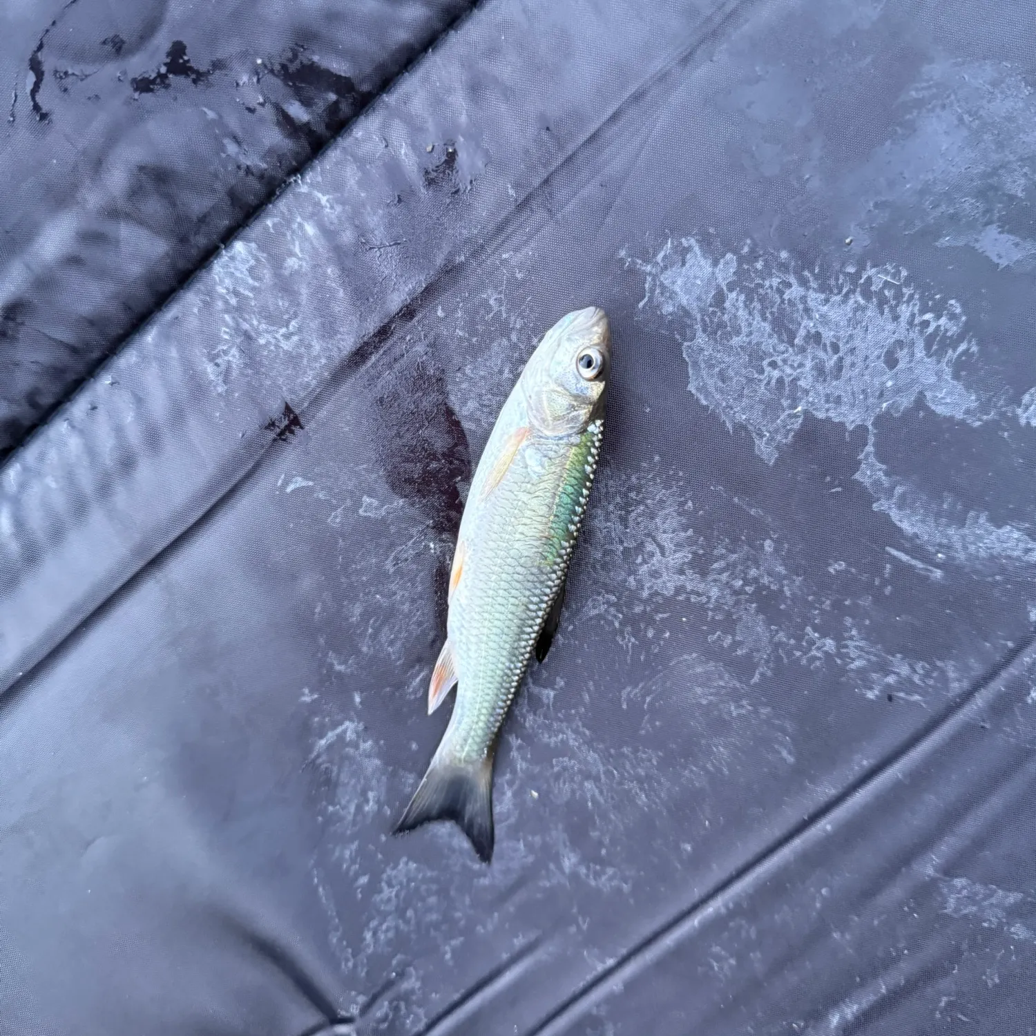 Common roach caught on Fishbrain