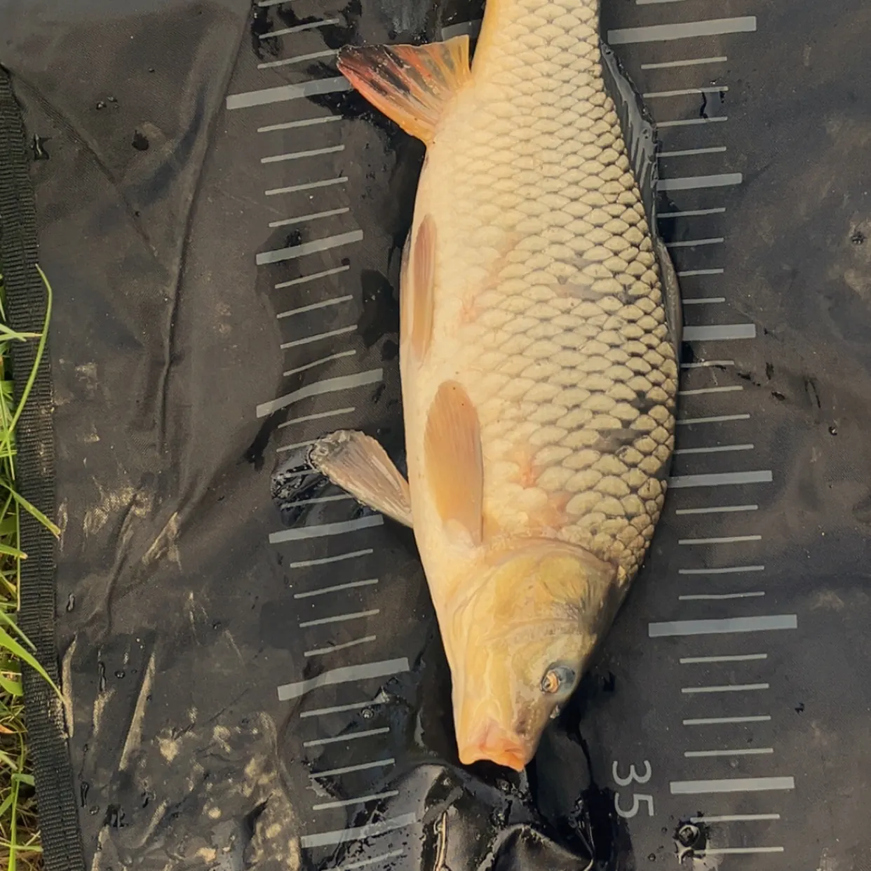 The most recent Common rudd catches on Fishbrain