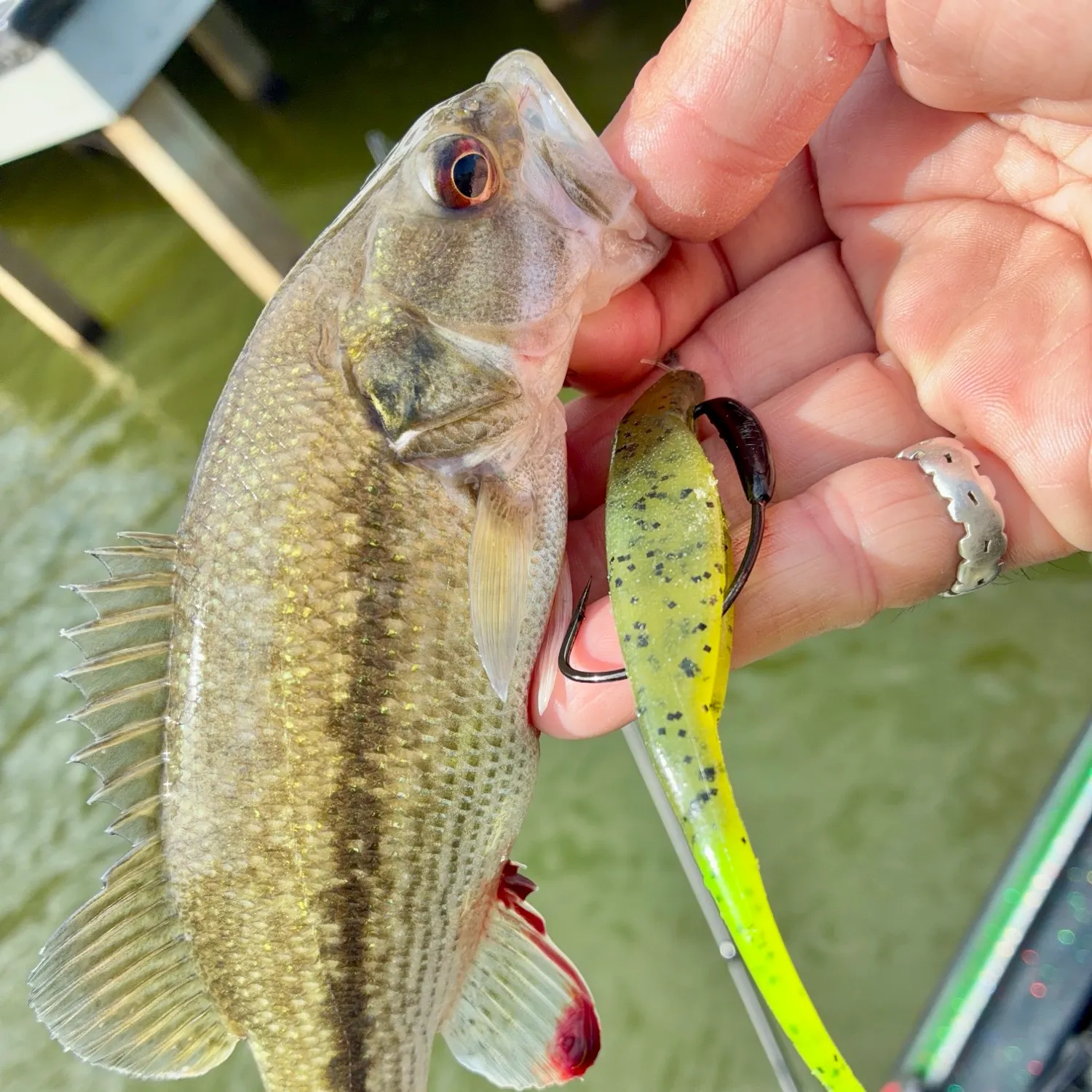 Spotted bass caught on Fishbrain