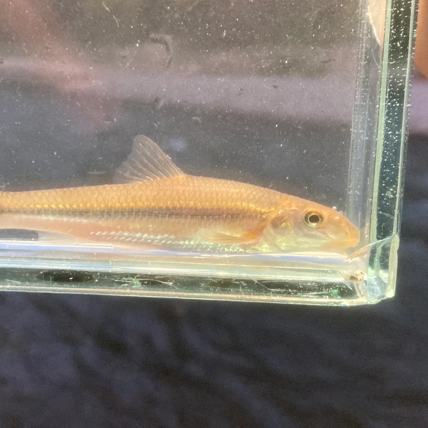 The most recent Suckermouth minnow catches on Fishbrain