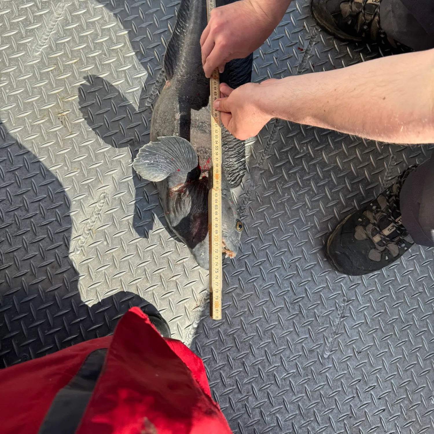 The most recent Wolf-eel catches on Fishbrain